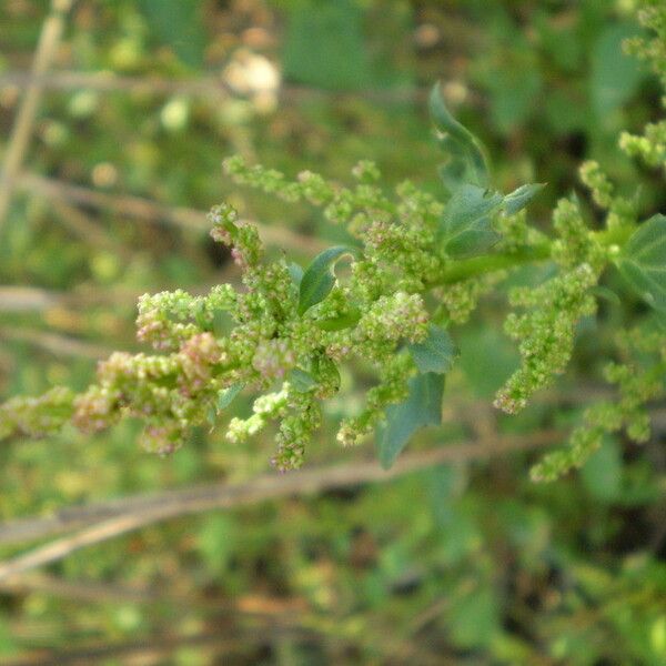 Oxybasis chenopodioides Blomst