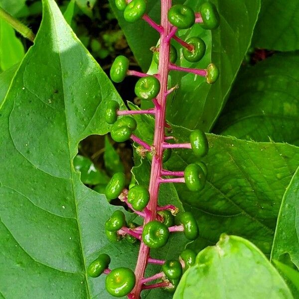 Phytolacca rivinoides Ffrwyth