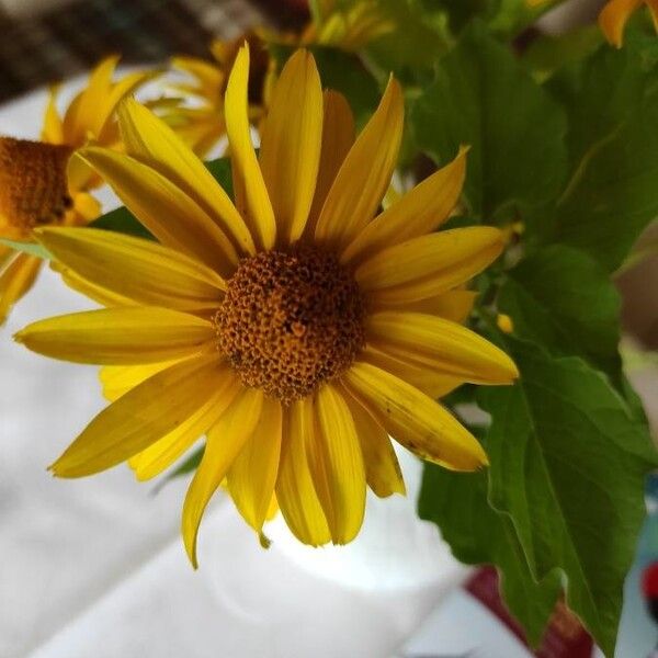 Heliopsis helianthoides Flor