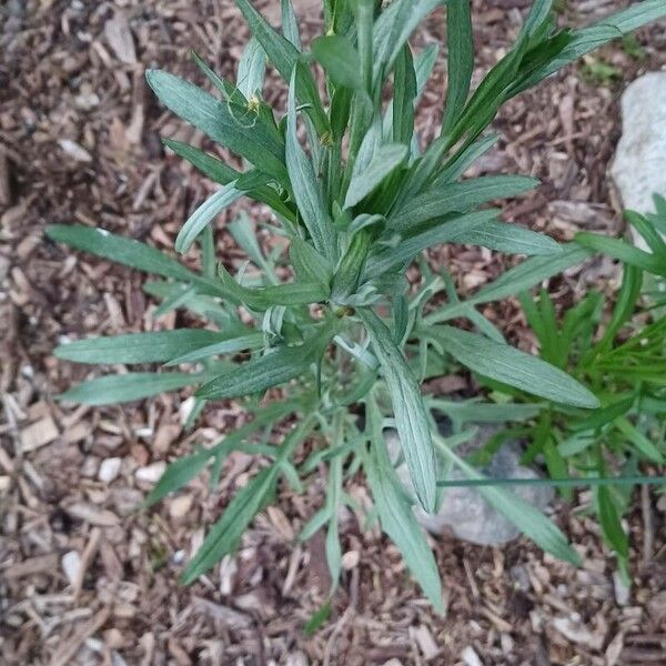 Artemisia ludoviciana Leaf