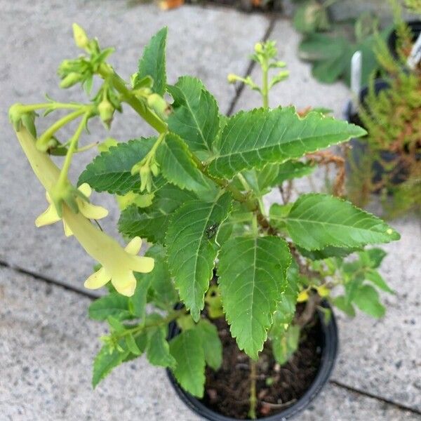 Phygelius aequalis Flower