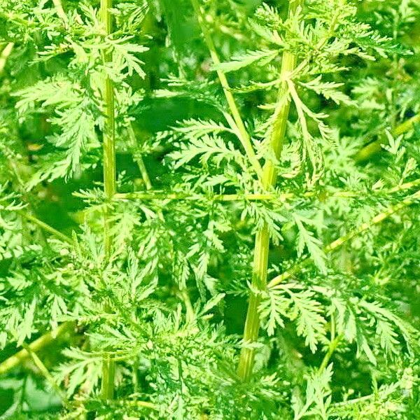 Artemisia annua Blatt