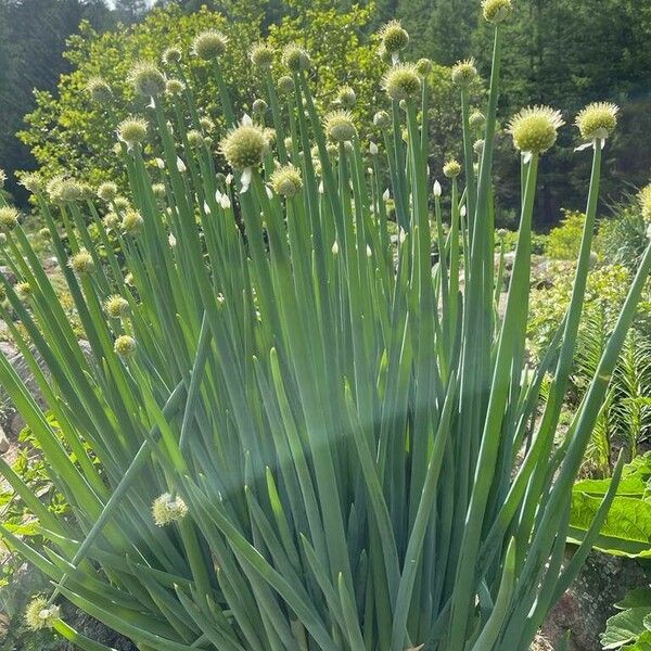 Allium altaicum Flor