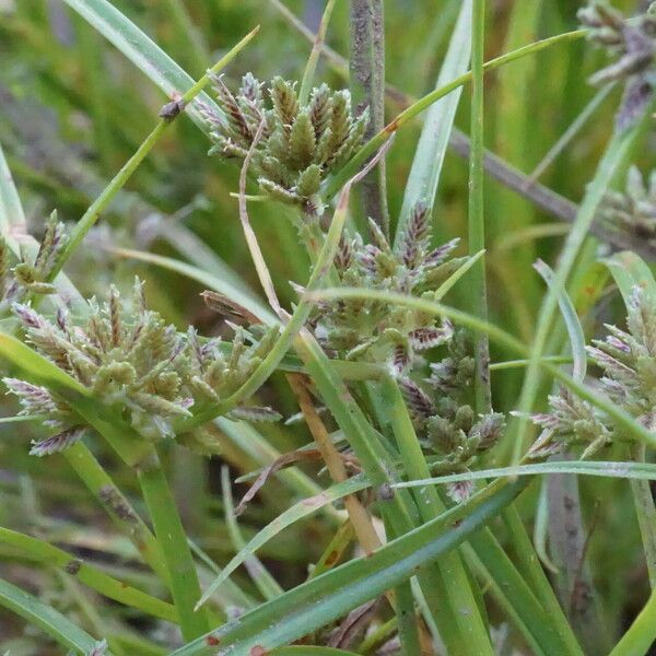 Cyperus fuscus Flower