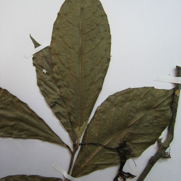 Amphirrhox longifolia Leaf