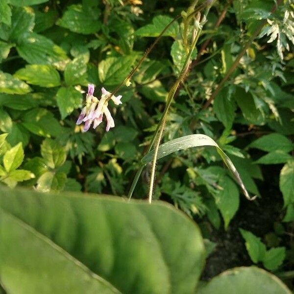 Amphicarpaea bracteata Flower