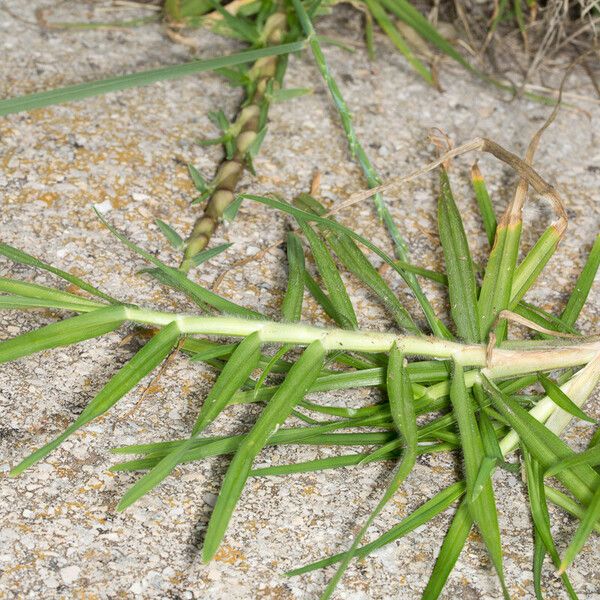 Cenchrus clandestinus Leaf