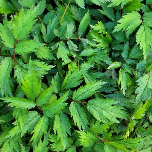 Astilbe rubra Leaf