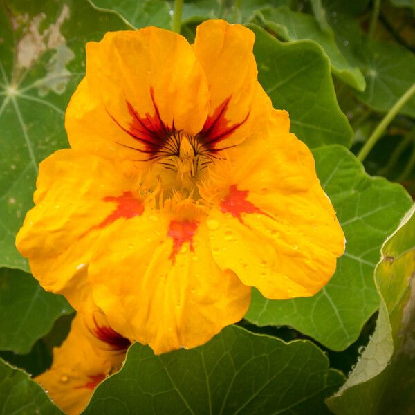 Tropaeolum majus Цвят