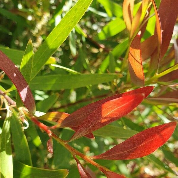 Hakea salicifolia Leaf