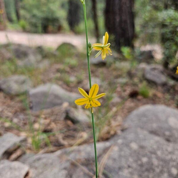 Echeandia flavescens Virág