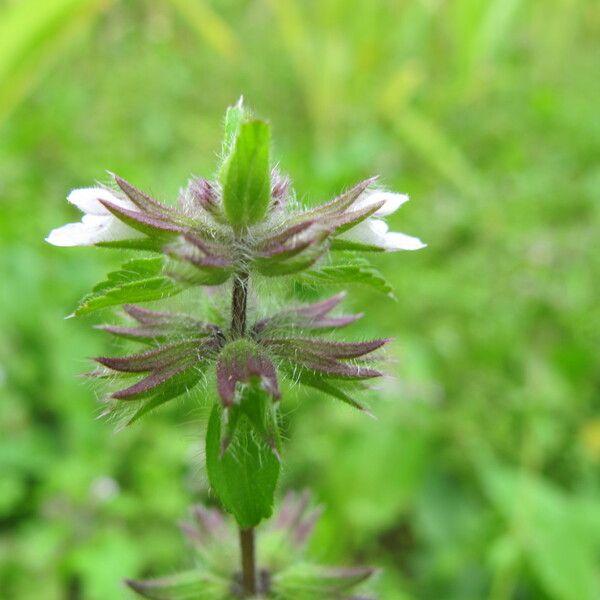 Stachys arvensis Λουλούδι