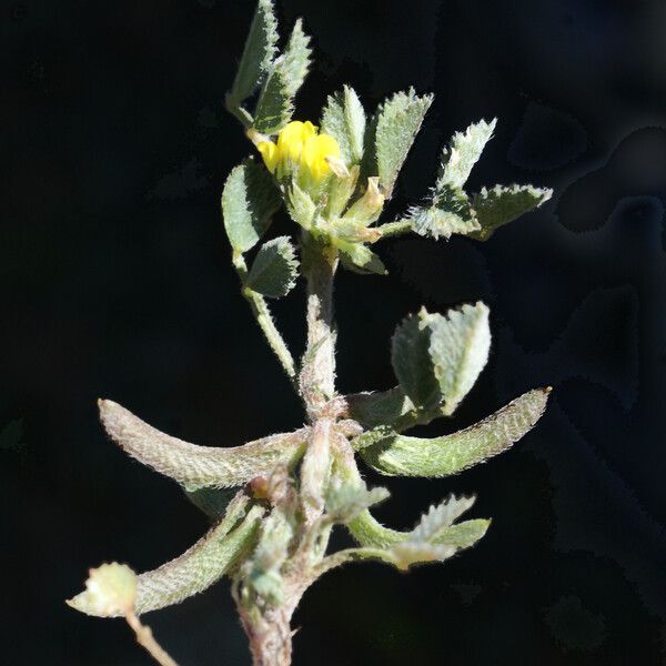 Medicago monspeliaca Plod