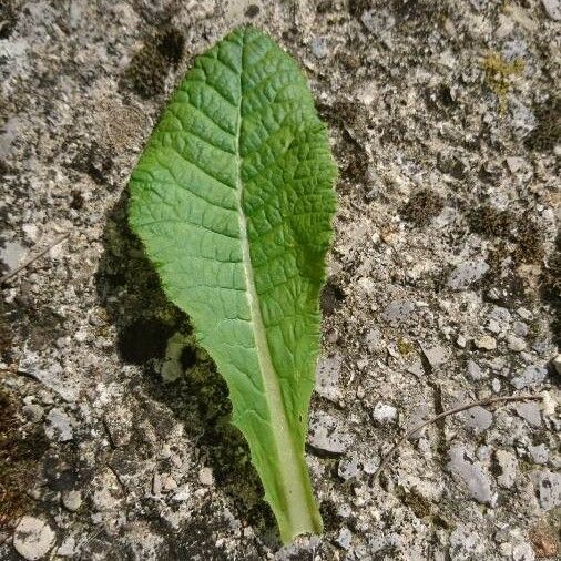 Primula vulgaris 葉