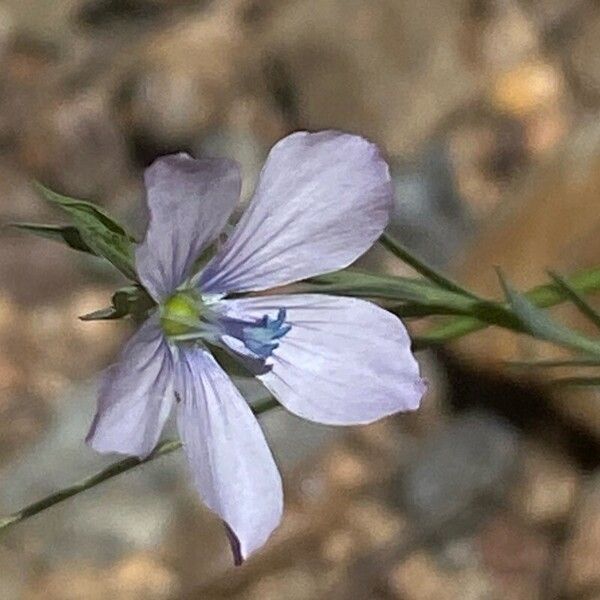 Linum bienne Квітка