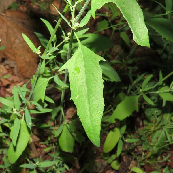 Atriplex patula Leaf
