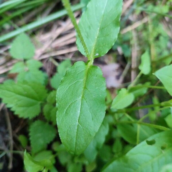 Stellaria aquatica Hoja