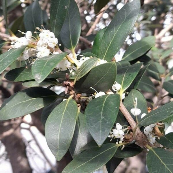 Osmanthus × burkwoodii Листок