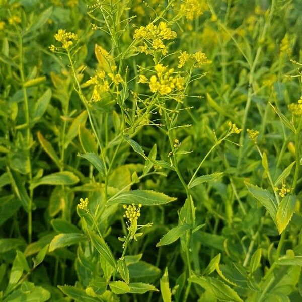 Rorippa austriaca Fiore