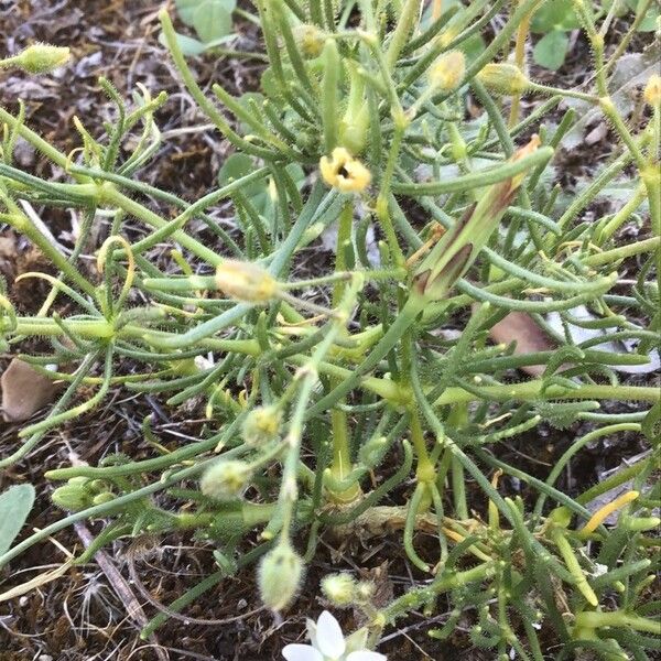 Spergula arvensis Blad