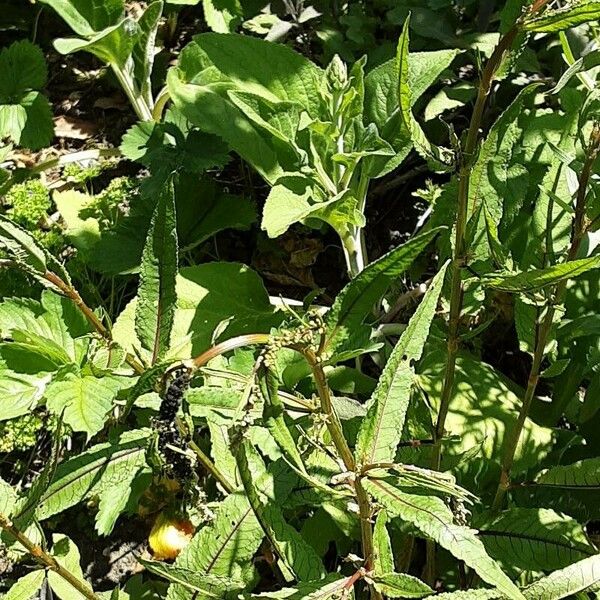 Rumex sanguineus Habitat