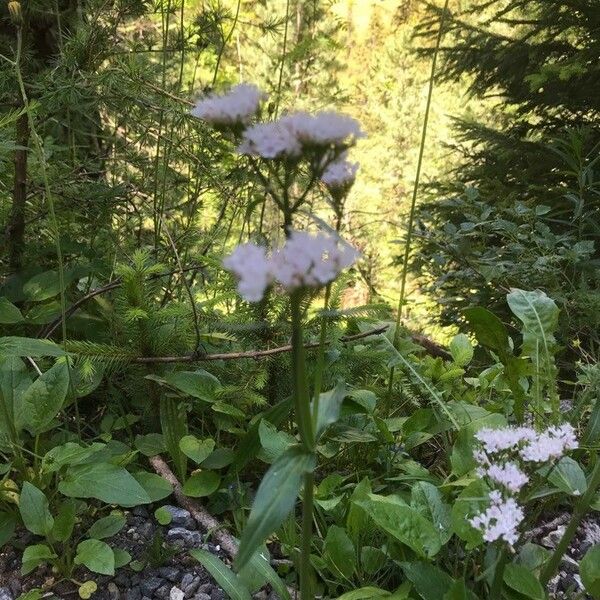 Ageratum conyzoides Flors