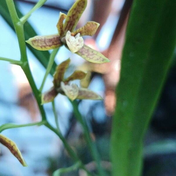 Prosthechea livida फूल