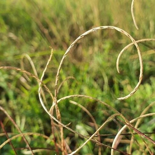 Microchloa kunthii ᱵᱟᱦᱟ