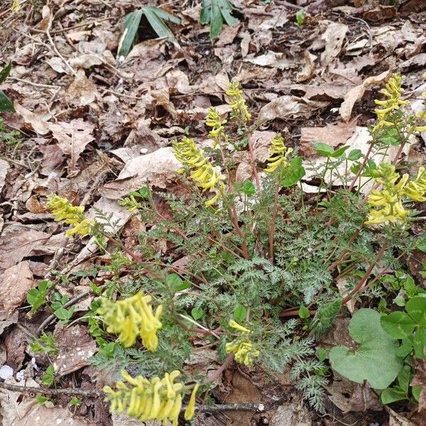 Corydalis cheilanthifolia ᱵᱟᱦᱟ