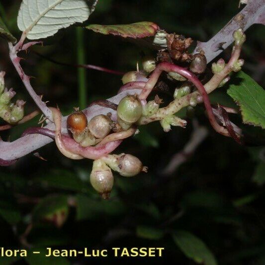 Cuscuta monogyna Fruct