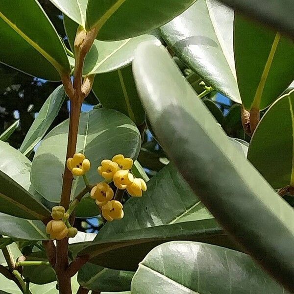 Noronhia emarginata Flower