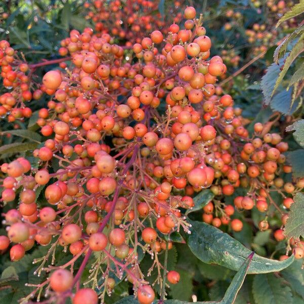 Sorbus aucuparia Fruit