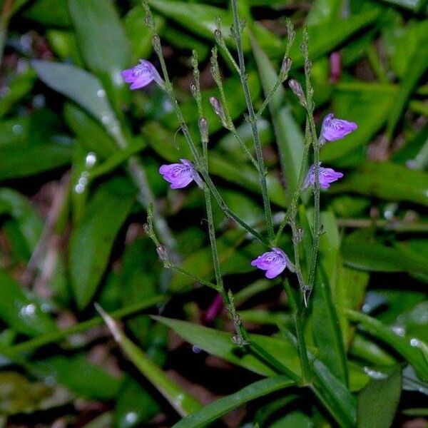 Dianthera pectoralis Staniste