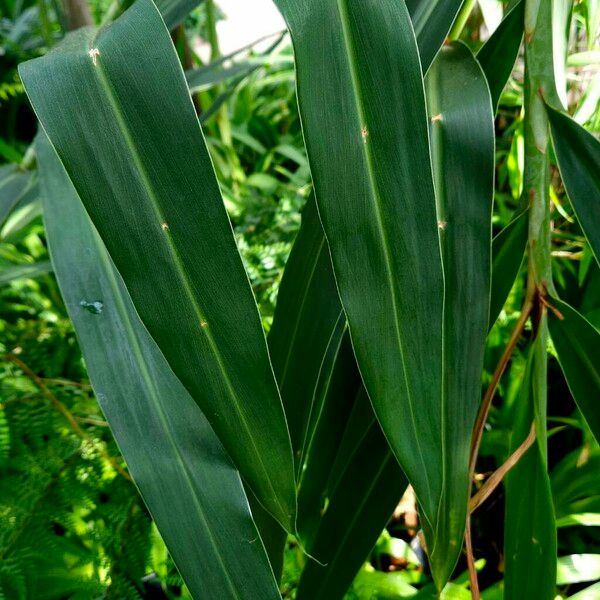 Hedychium coccineum Φύλλο