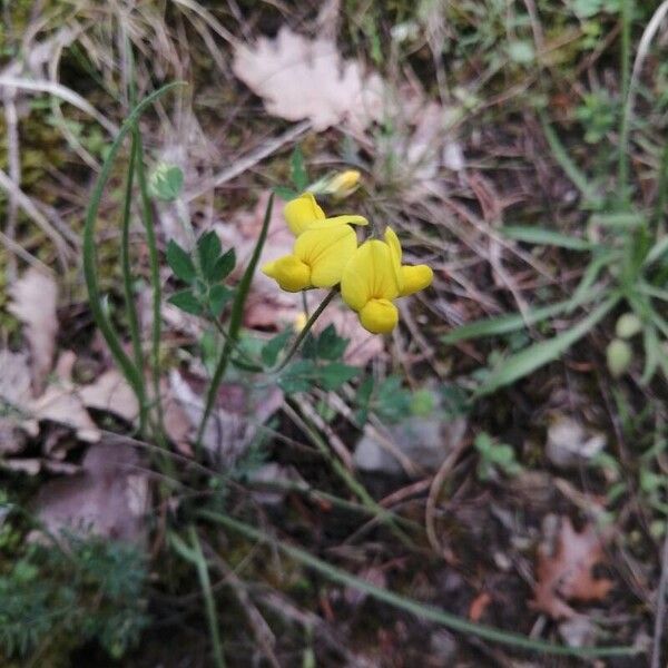 Lotus corniculatus Flor