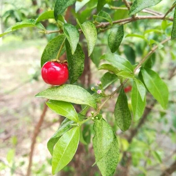 Malpighia emarginata മറ്റ്