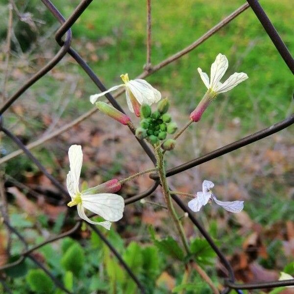 Eruca vesicaria Blomst