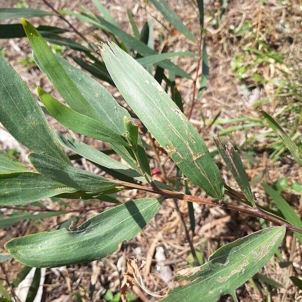 Acacia longifolia ഇല