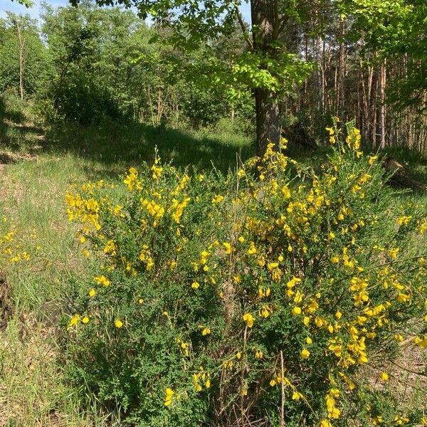 Cytisus striatus Habit