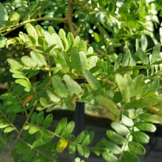 Gleditsia triacanthos Blad