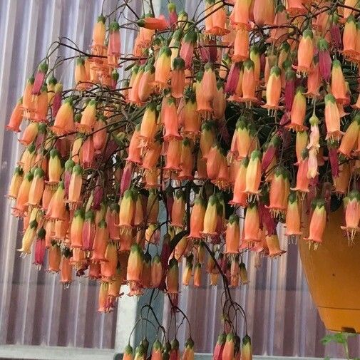 Kalanchoe delagoensis Flower