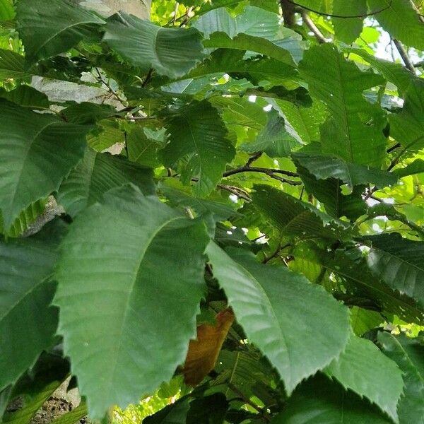 Castanea dentata পাতা