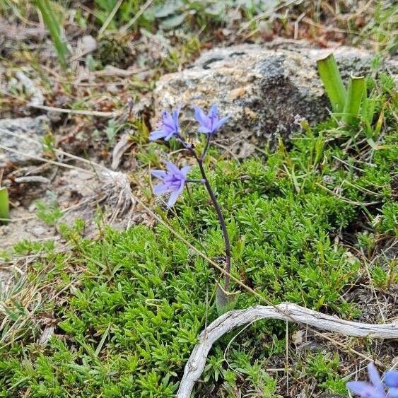 Scilla monophyllos Flower