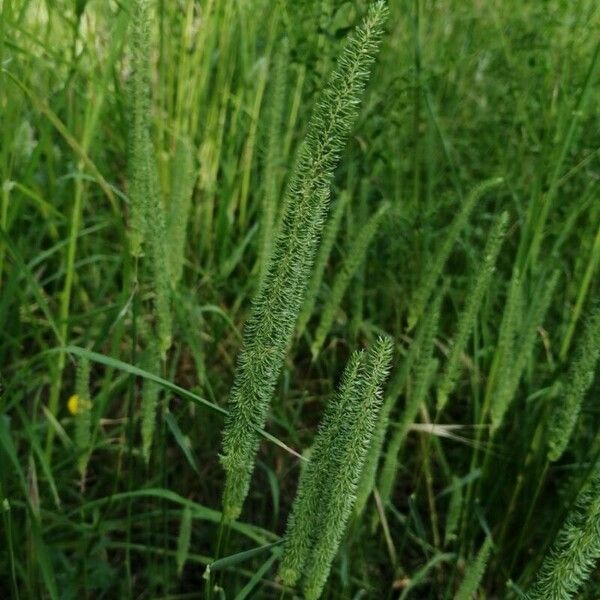 Phleum phleoides 花