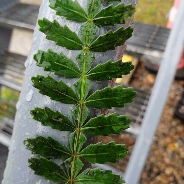 Weinmannia trichosperma Leaf