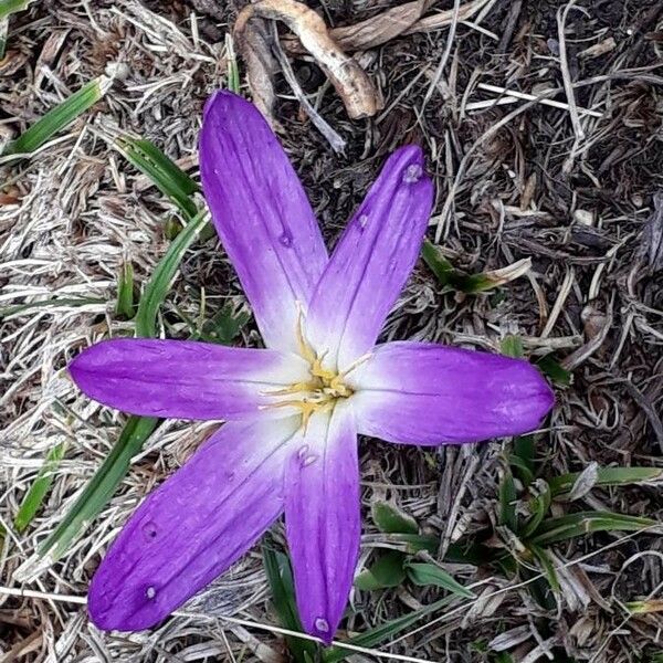 Colchicum montanum Flor