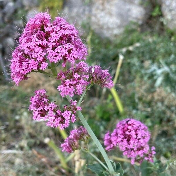 Centranthus lecoqii Kvet