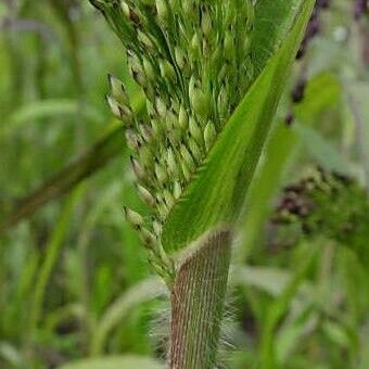 Panicum miliaceum Rhisgl