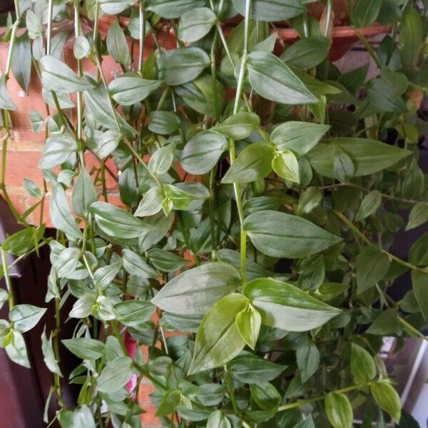 Tradescantia fluminensis Leaf