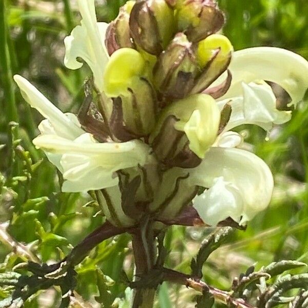 Pedicularis comosa Λουλούδι